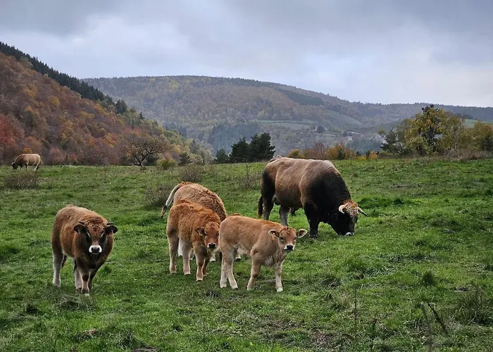 Le Saint-jean * Le Bleymard