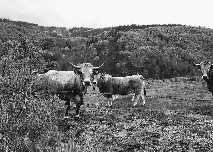 Le Saint-jean Hétvégi ház Le Bleymard