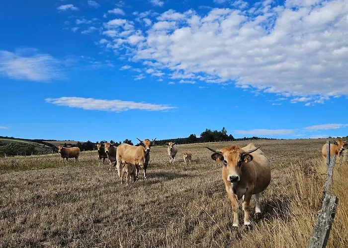 Le Saint-jean * Le Bleymard